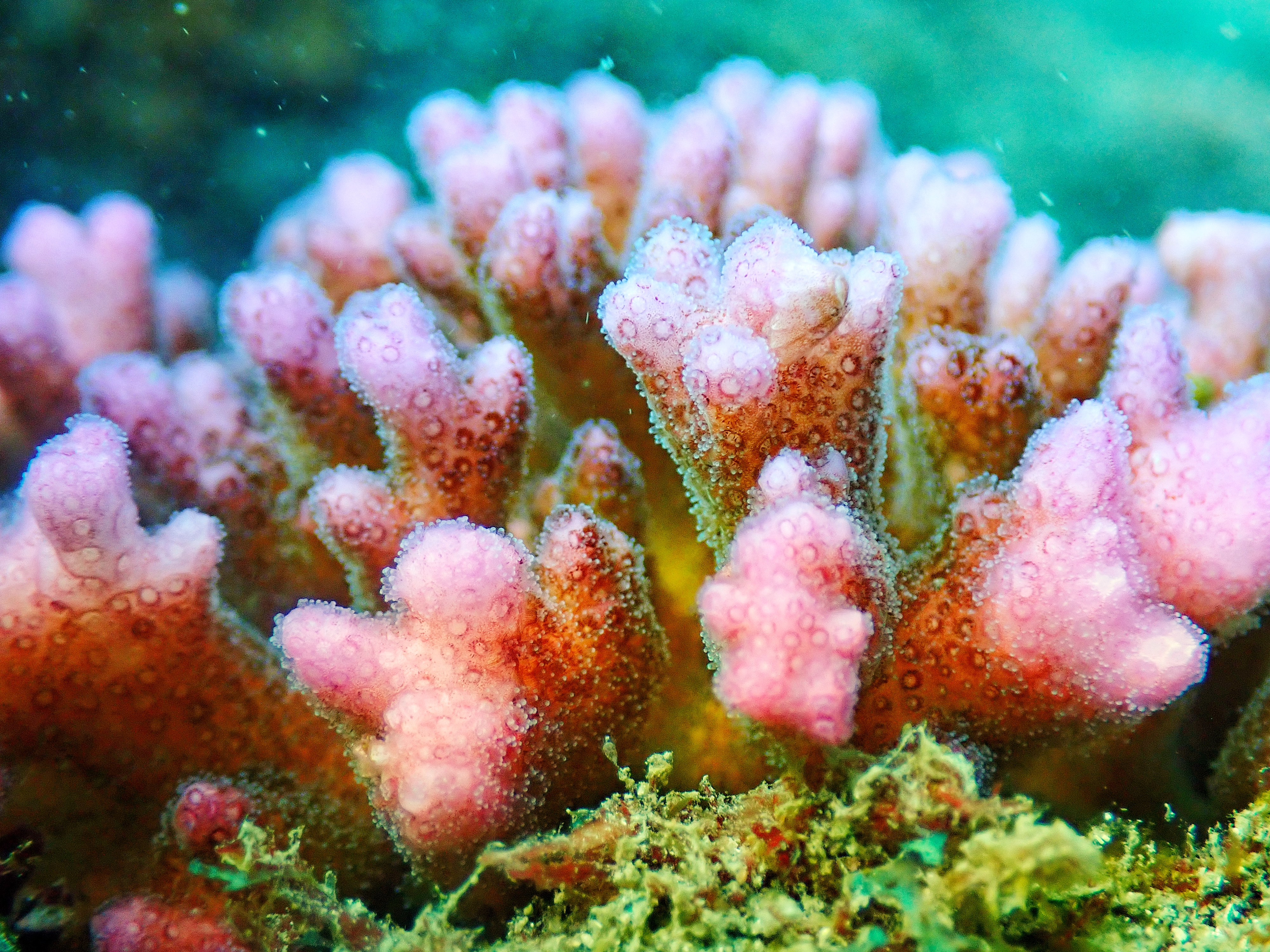 サンゴの健康診断 ｜ 竜串リーフチェック | 研究ノート | aosabalabo